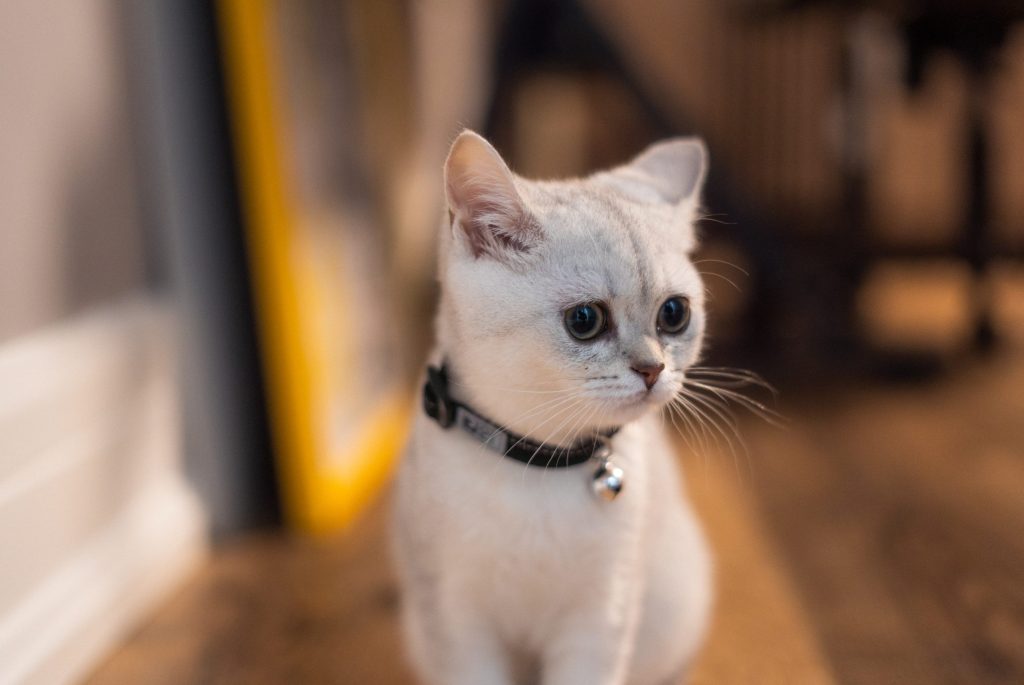 A portrait of an adorable domestic white kitten on the floor with a blurry background